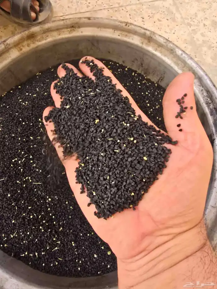 بذر بصل حساوي 0