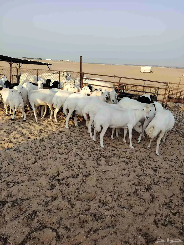 غنم عدد 25 دفيع أسنان مهجن رفيدي على حري طيبه للمقنا 2