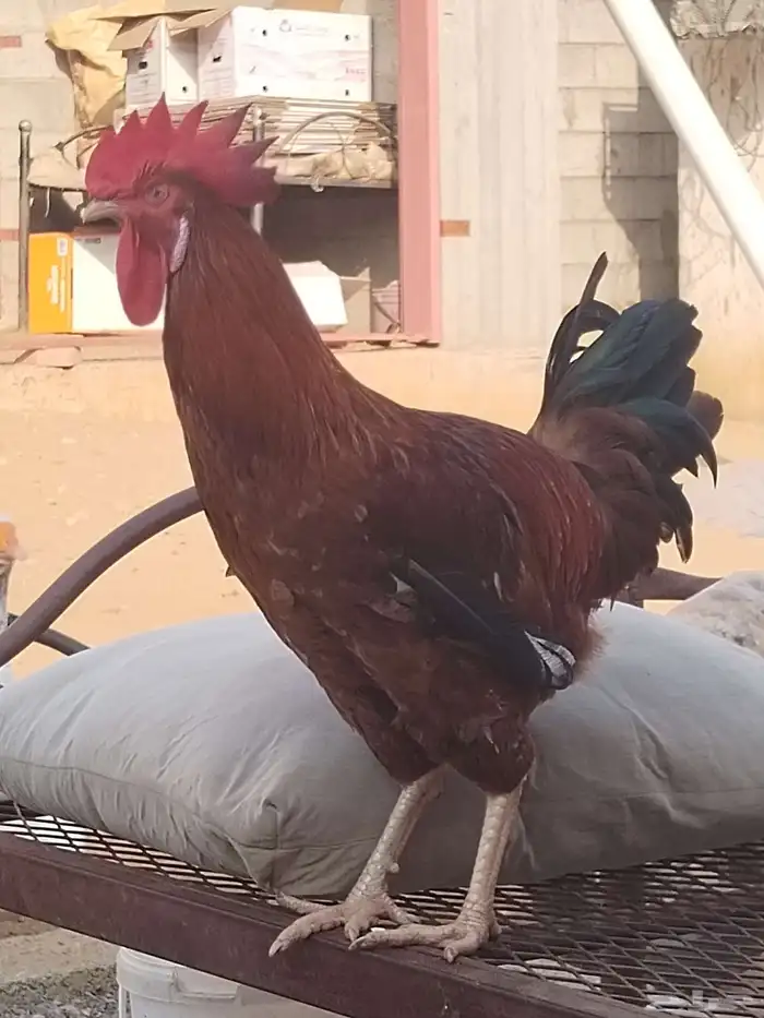 ديك فرنسي للبيع 1