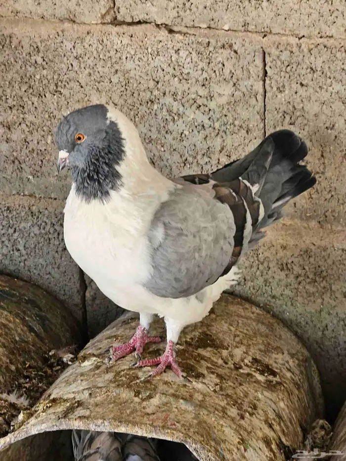 للبيع حمام زاجل كريمي وهجين وشرازي وكنق العدد 60 جوزةتقريبا 4