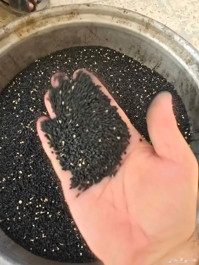 بذر بصل حساوي 2