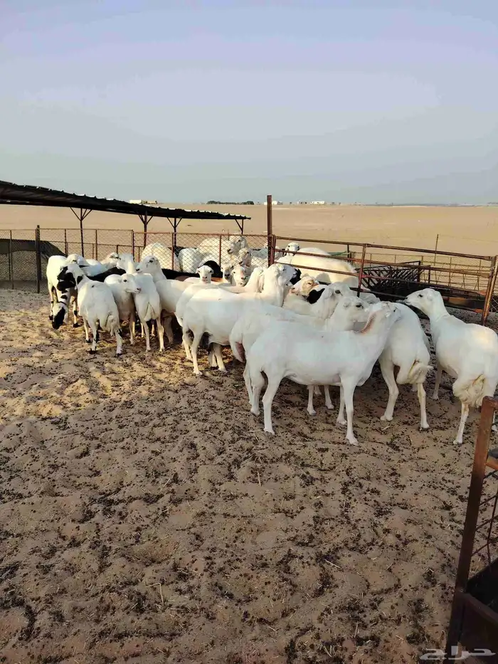 غنم عدد 25 دفيع أسنان مهجن رفيدي على حري طيبه للمقنا 1