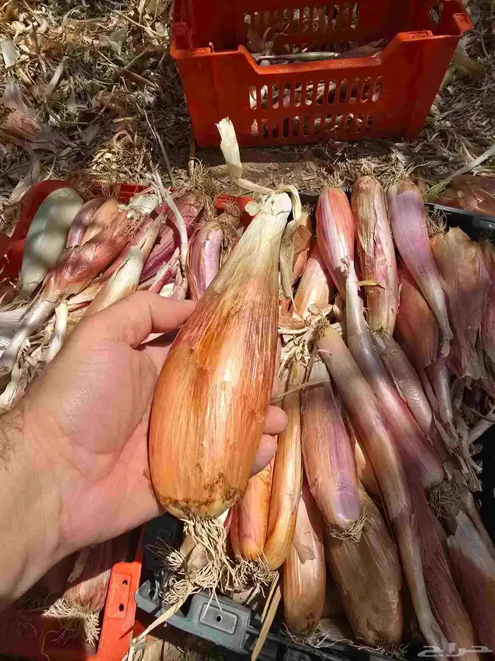 بذر بصل حساوي 4
