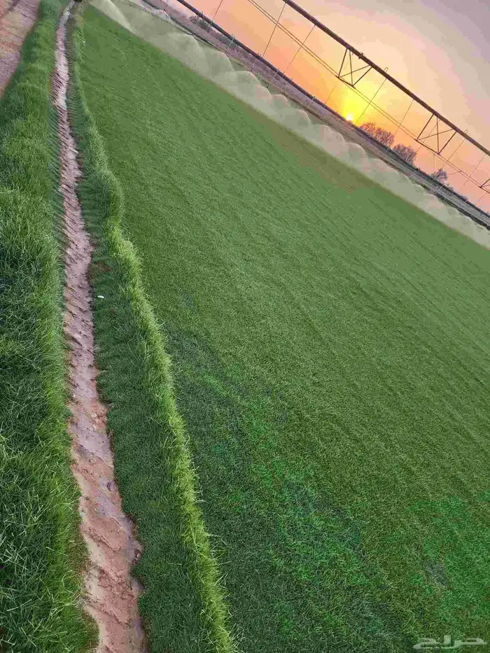 ثيل طبيعي درجه اولى 13