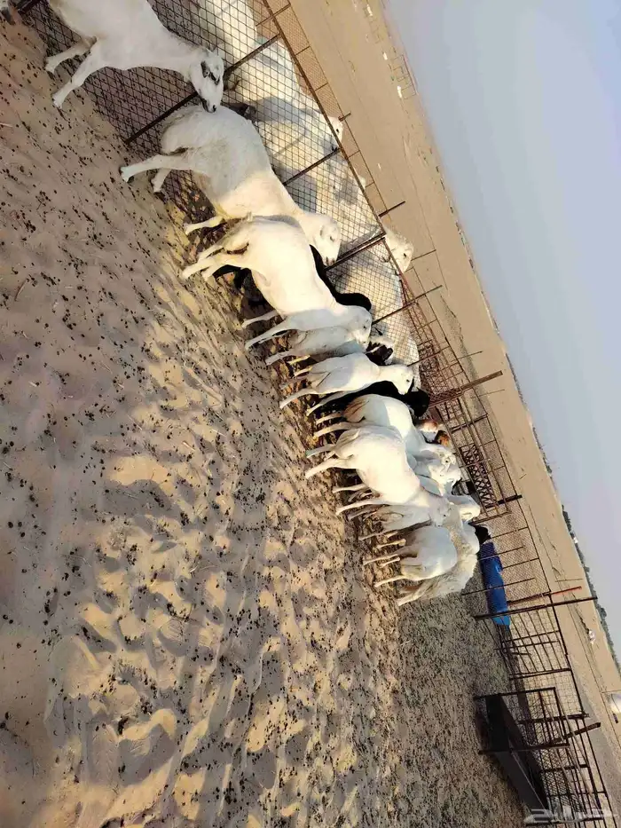 غنم عدد 25 دفيع أسنان مهجن رفيدي على حري طيبه للمقنا 4