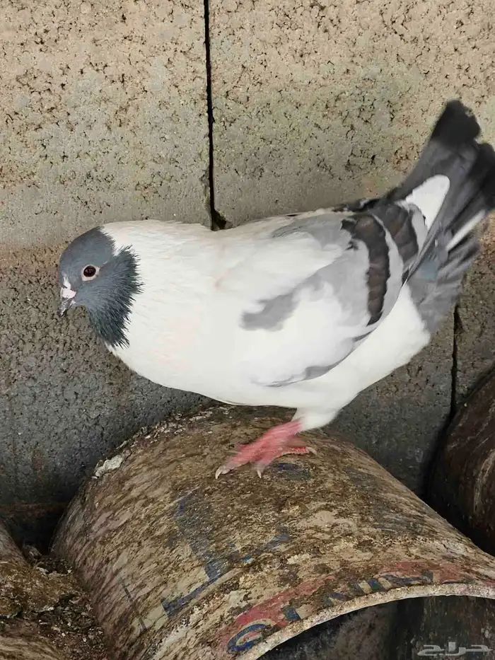 للبيع حمام زاجل كريمي وهجين وشرازي وكنق العدد 60 جوزةتقريبا 3
