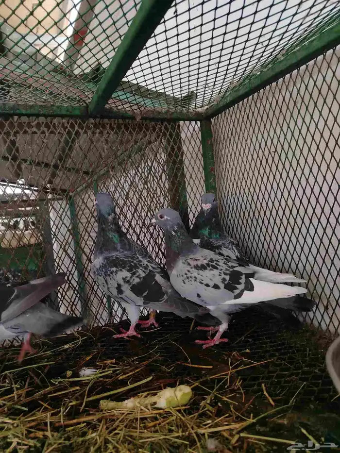 حمام زاجل 2