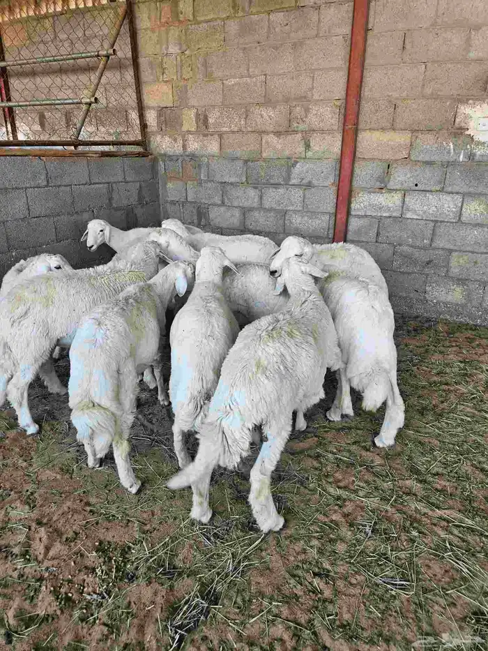 خرفان حريات جذعان 4