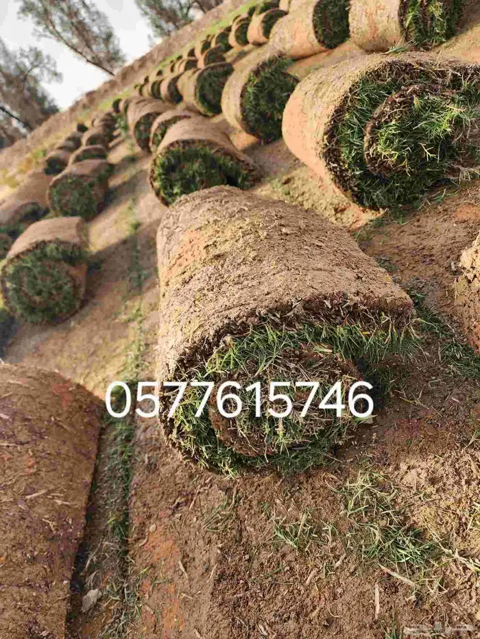 ثيل طبيعي درجه اولى 0