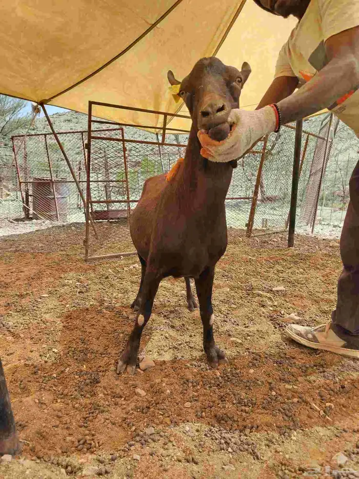 تيس مورسيانو اسباني 1