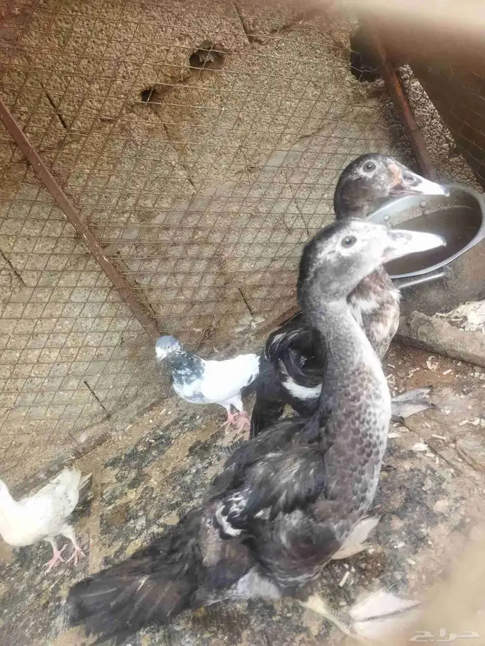 ذكر ارنب للبيع على سومه وفروخ بط مصري للبيع على السوم 3