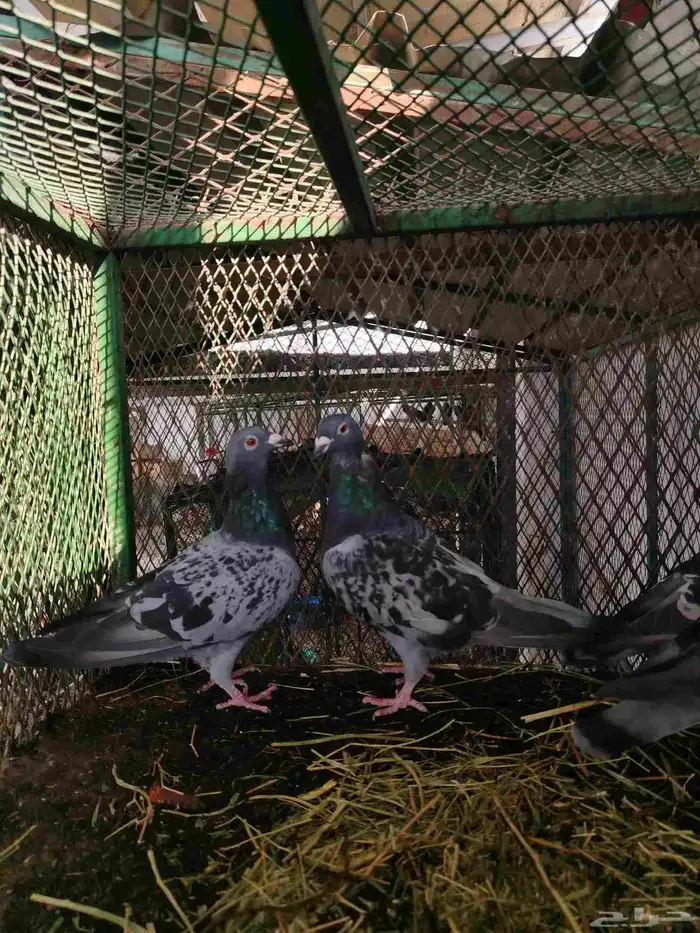 حمام زاجل 6