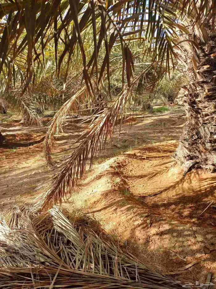 عسبان عسيب يابس 1