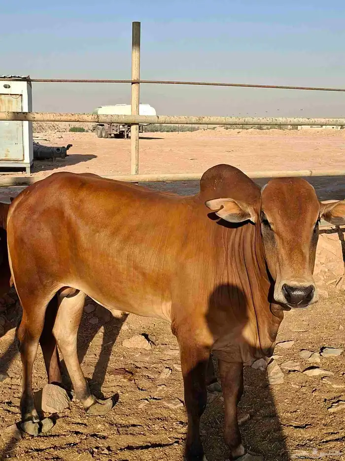 عجول بلدي للبيع 1