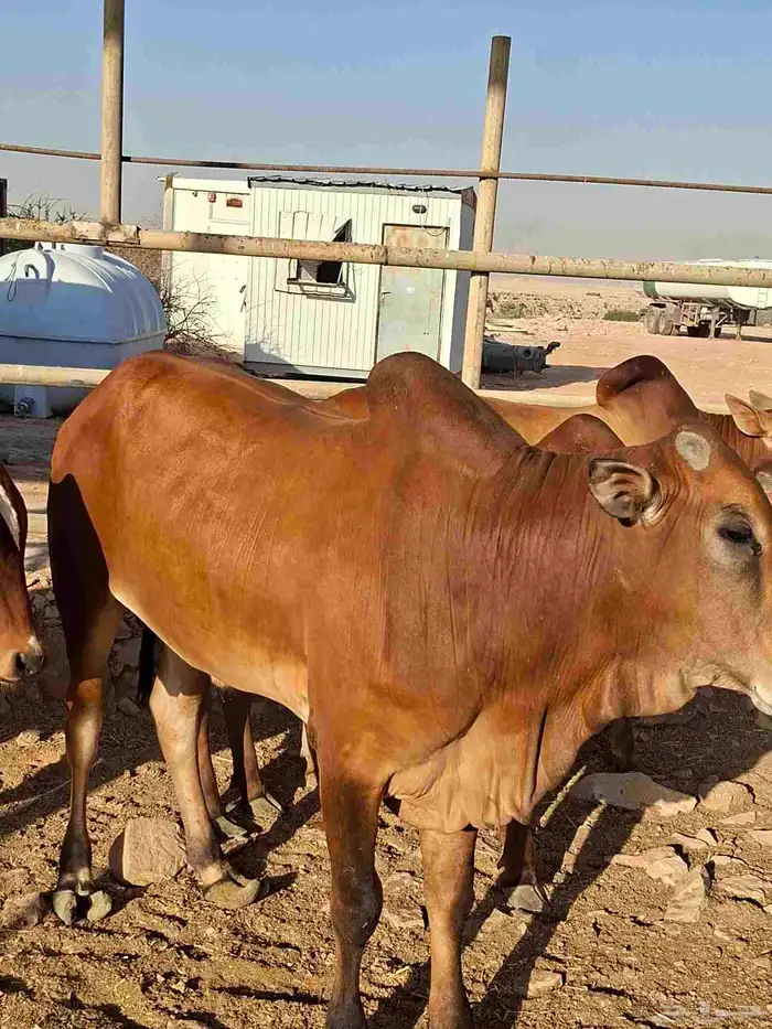 عجول بلدي للبيع 5