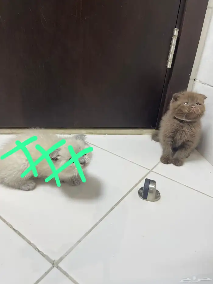 قطط لبيع شيرازيه سكوتش )) ) 1