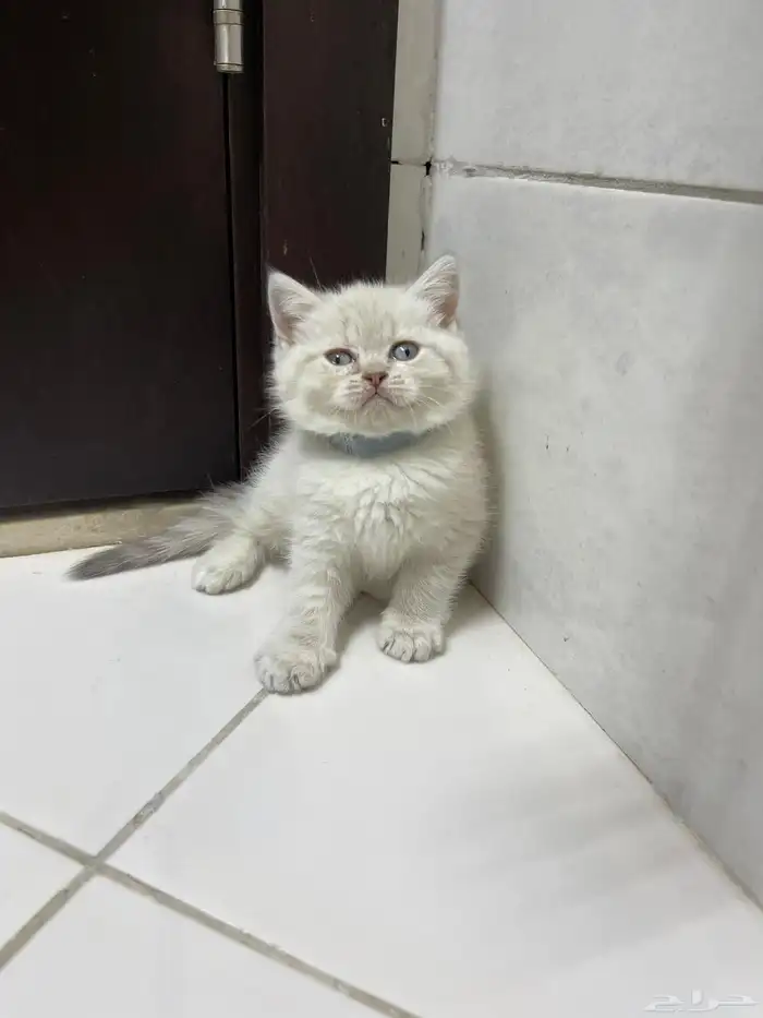 قطط لبيع شيرازيه سكوتش )) ) 7