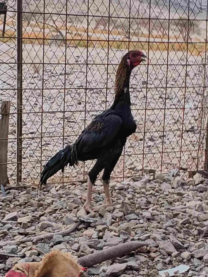 ديوك شامو علي سندي 1