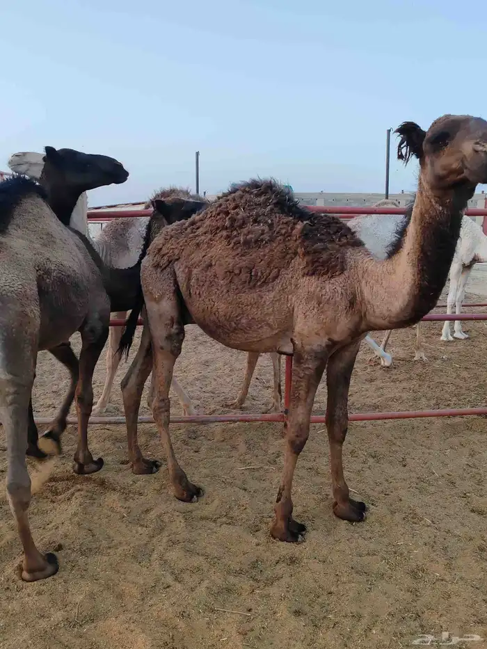 حشو قصب 5