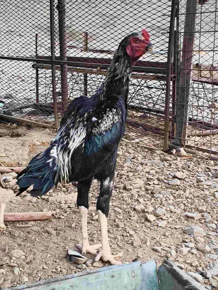 ديوك شامو علي سندي 5
