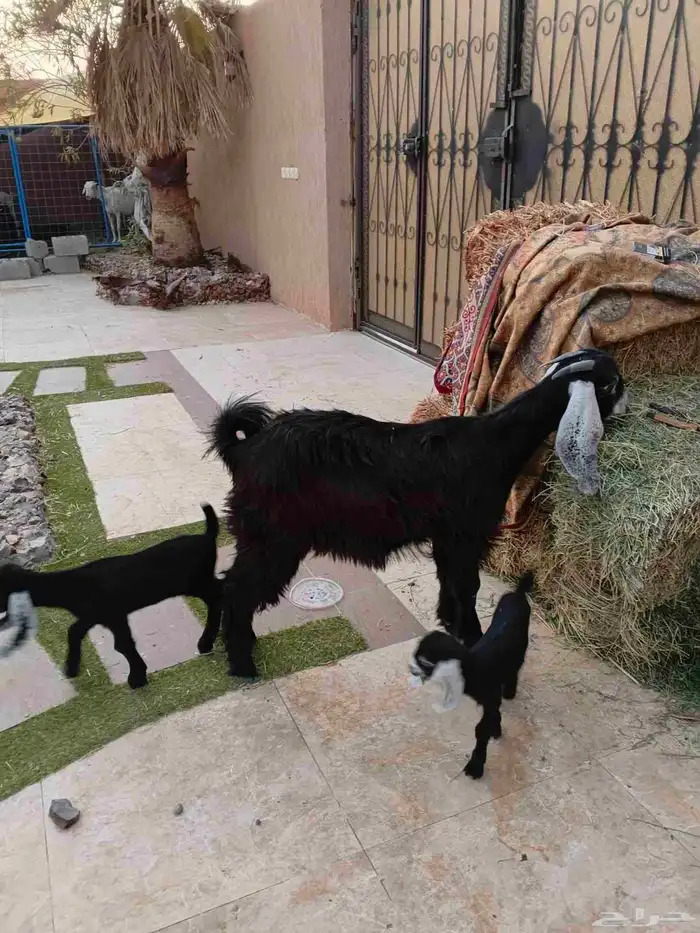عنز عارضيه جذعه متاومه 2