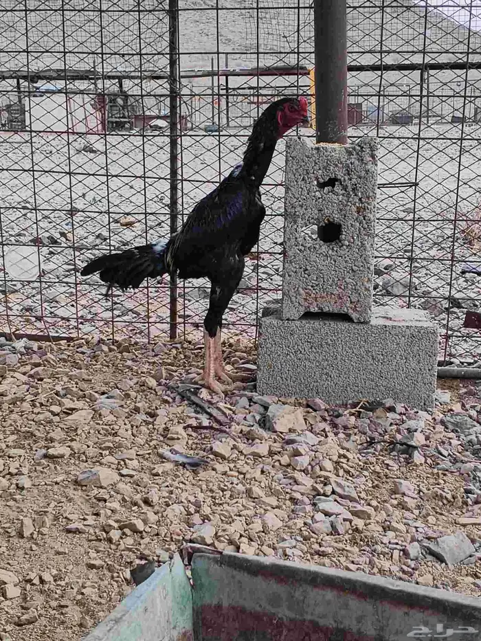ديوك شامو علي سندي 3