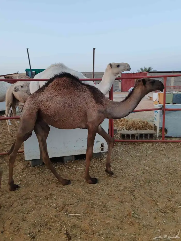 حشو قصب 1