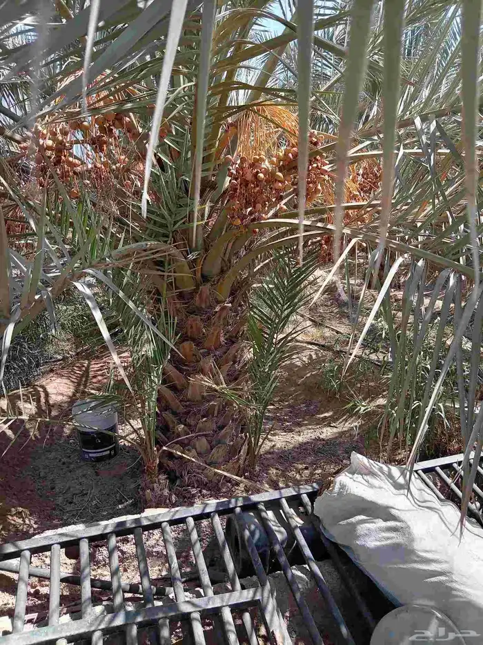 نخل للبيع طالع بتجاه حائل نوايع طيبه 0