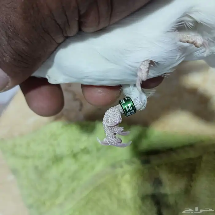 زوج روز البينو 2