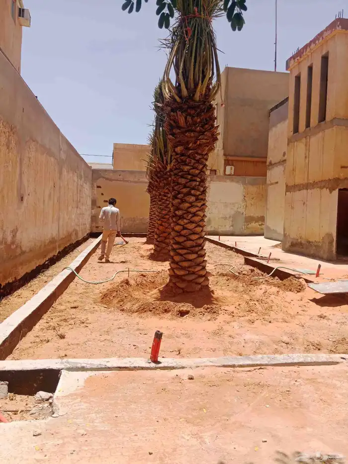 نخل خلاص برحي سكري 2