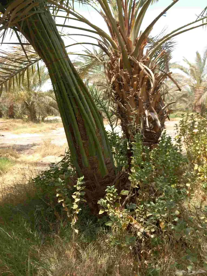 جميع انواع النخيل المثمرة 1
