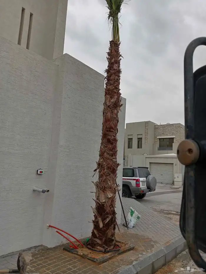 زراعة نخيل بلدي وفسيال وزراعة نخيل وشنطن وثيل طبيعي 1