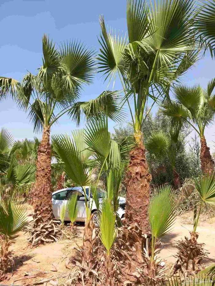نخل واشنطن أمريكي زينه بكل المقسات 7