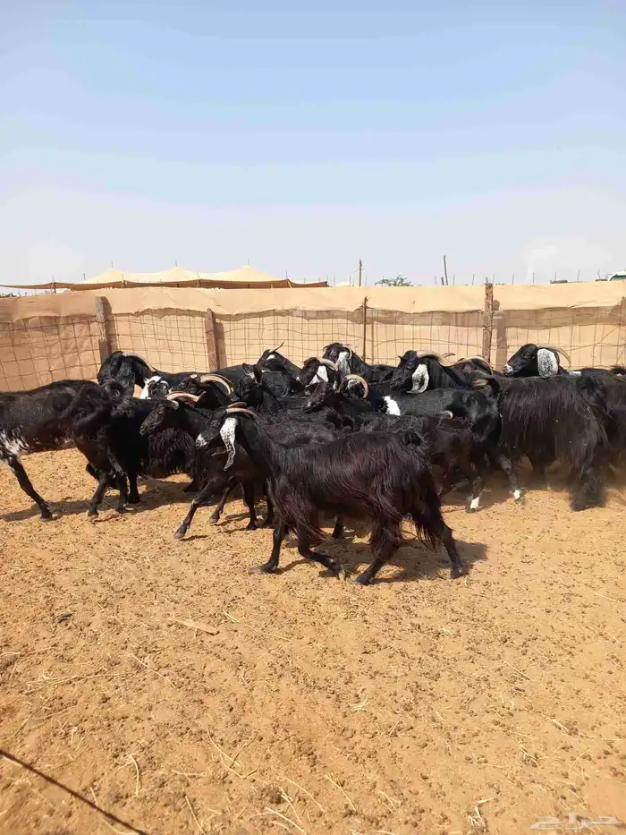 معزا عوارض 20 بلفحل ب 620 0