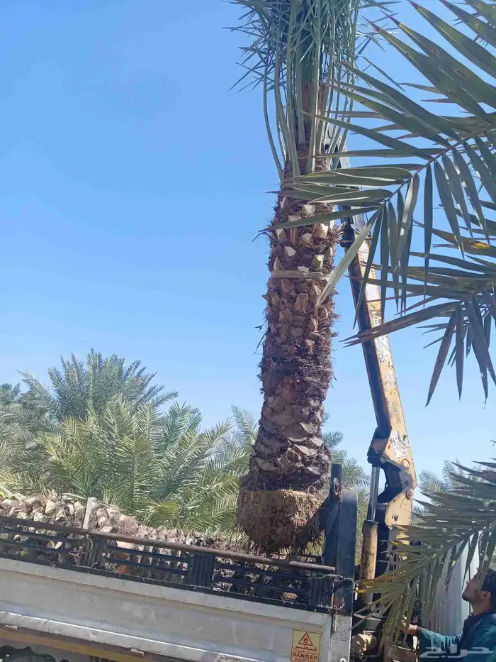 زراعة نخيل بلدي وفسيال وزراعة نخيل وشنطن وثيل طبيعي 0