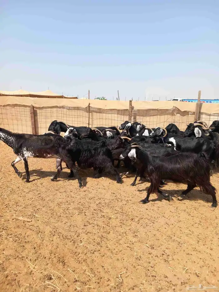 معزا عوارض 20 بلفحل ب 620 1