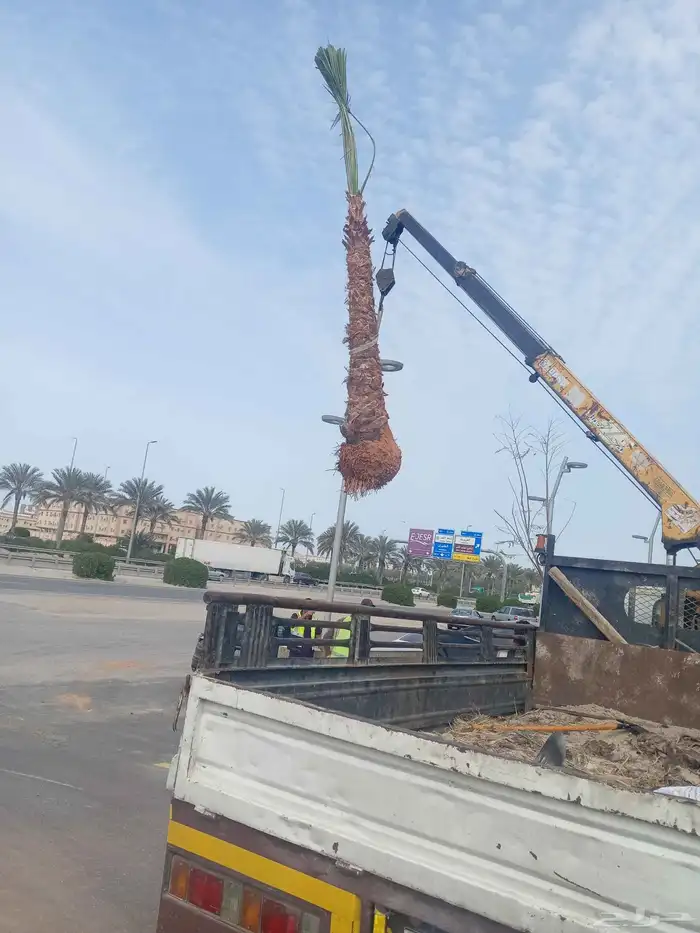 زراعة نخيل بلدي وفسيال وزراعة نخيل وشنطن وثيل طبيعي 3