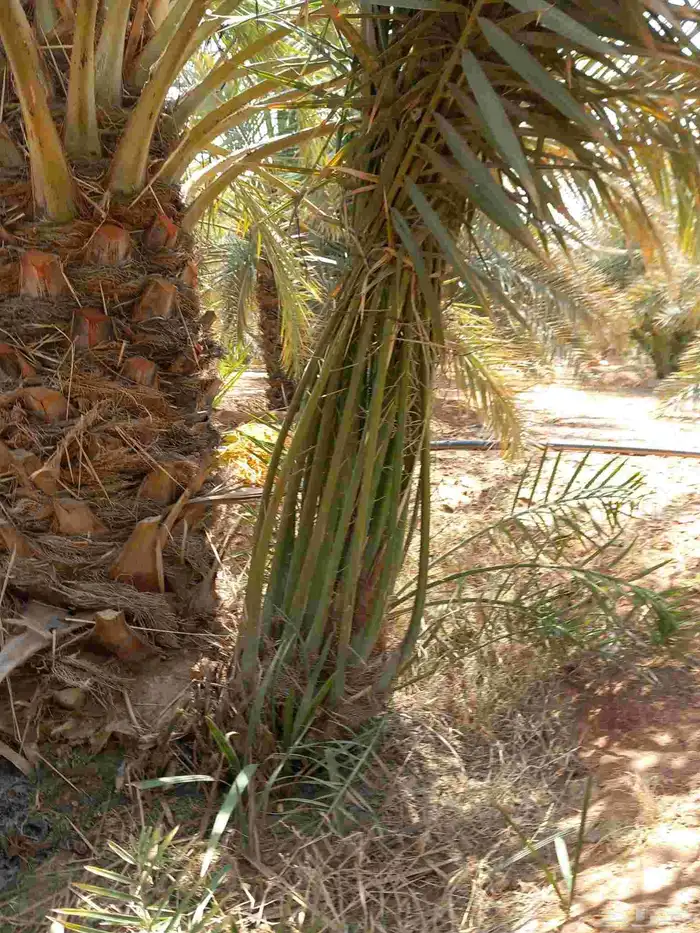 جميع انواع النخيل المثمرة 7