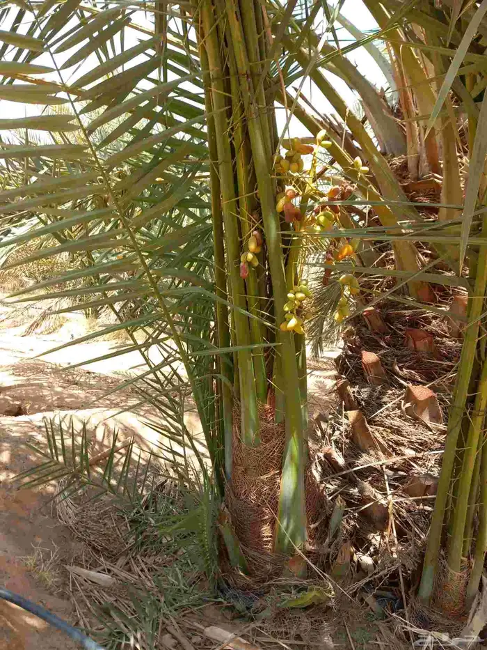 جميع انواع النخيل المثمرة 6