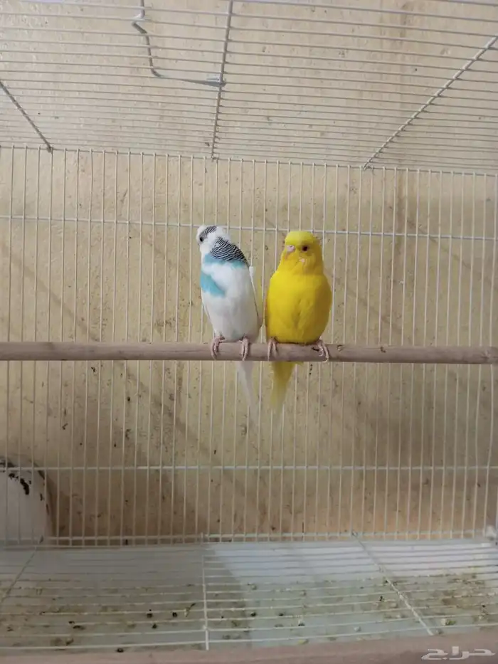 جوز باجي للبيع 1