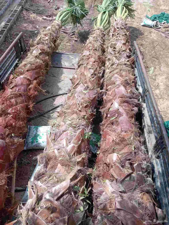 زراعة نخيل بلدي وفسيال وزراعة نخيل وشنطن وثيل طبيعي 2