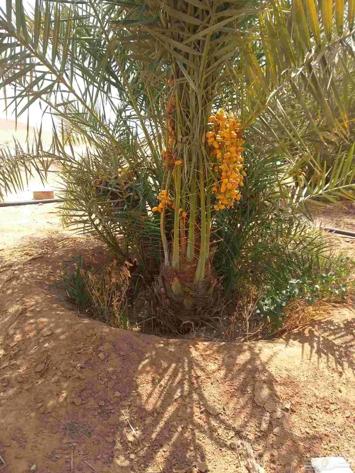 جميع انواع النخيل المثمرة 5