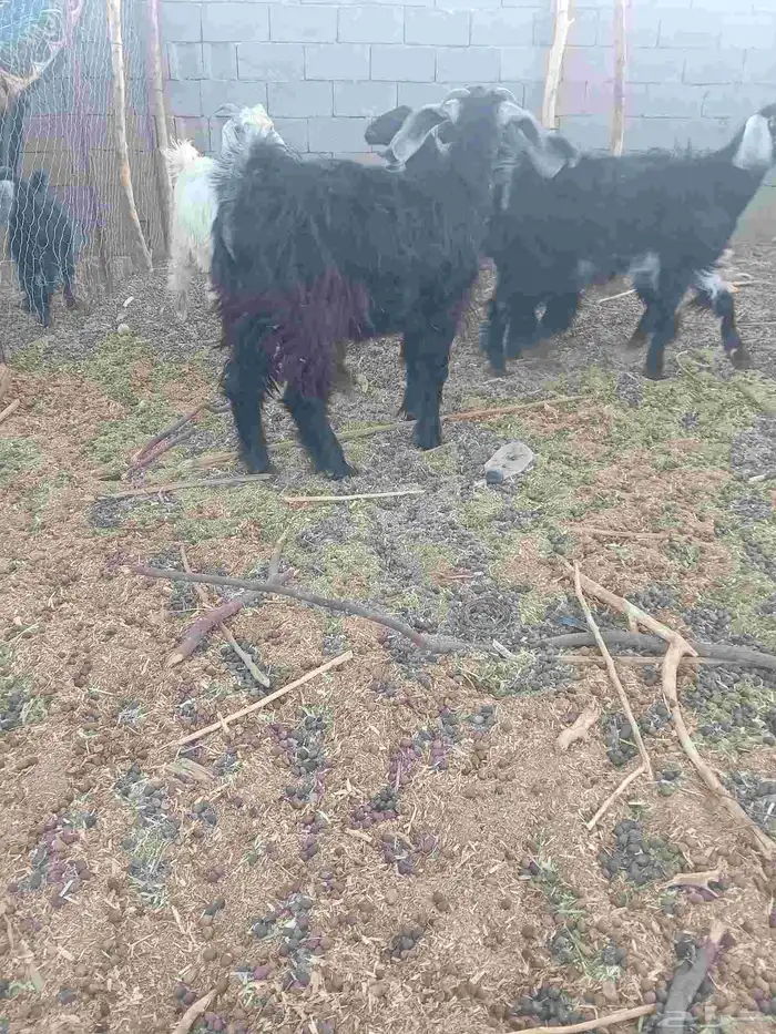 تيوس للبيع العلا 0