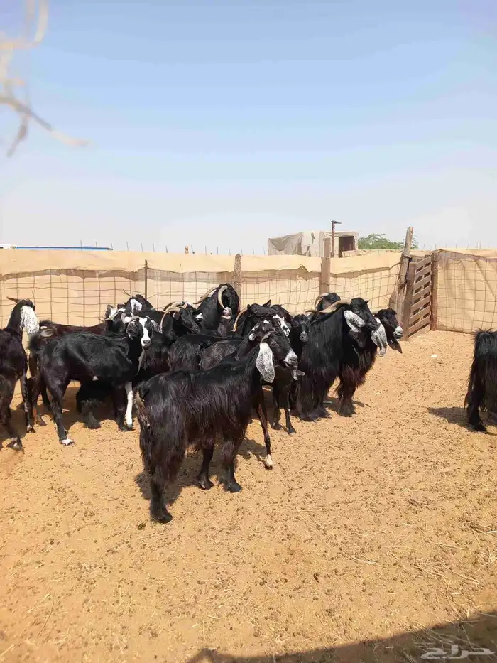 معزا عوارض 20 بلفحل ب 620 3