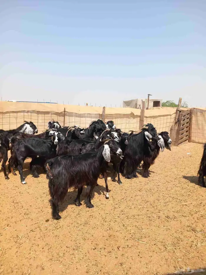 معزا عوارض 20 بلفحل ب 620 2