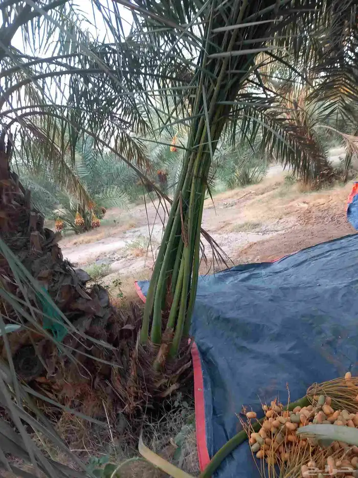 جميع انواع النخيل المثمرة 0