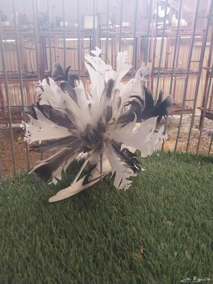 أنثى رقاص فاخره 3