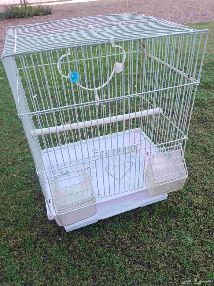 زوج روز البينو 4