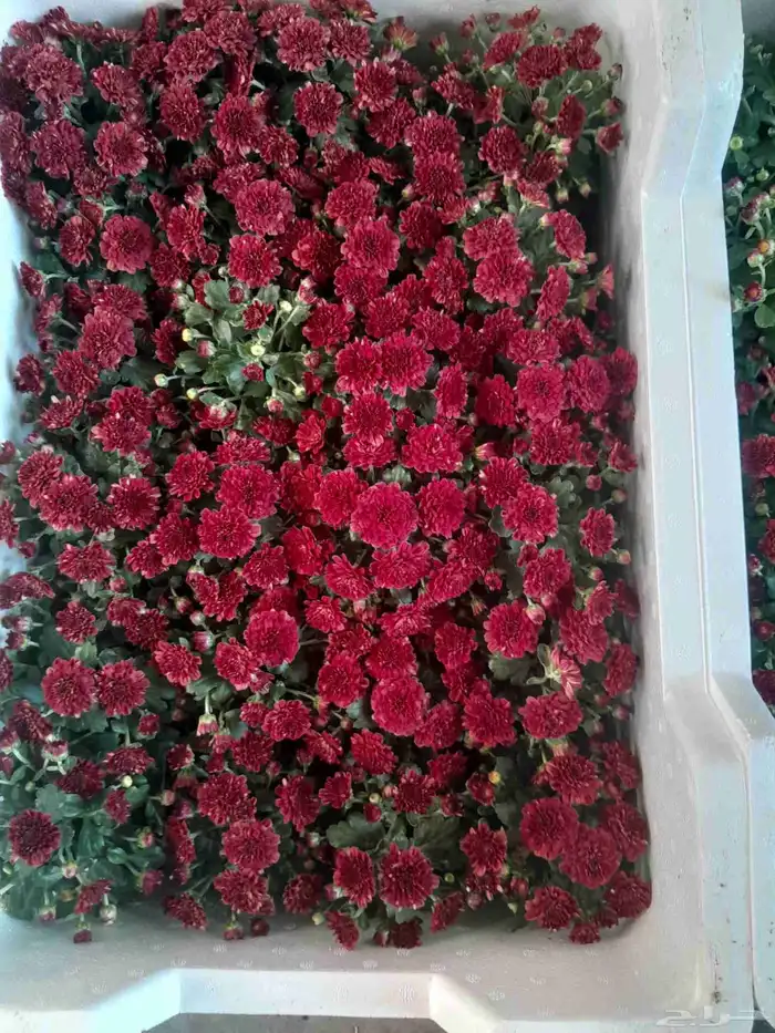 مشتل تنسيق حدائق 2