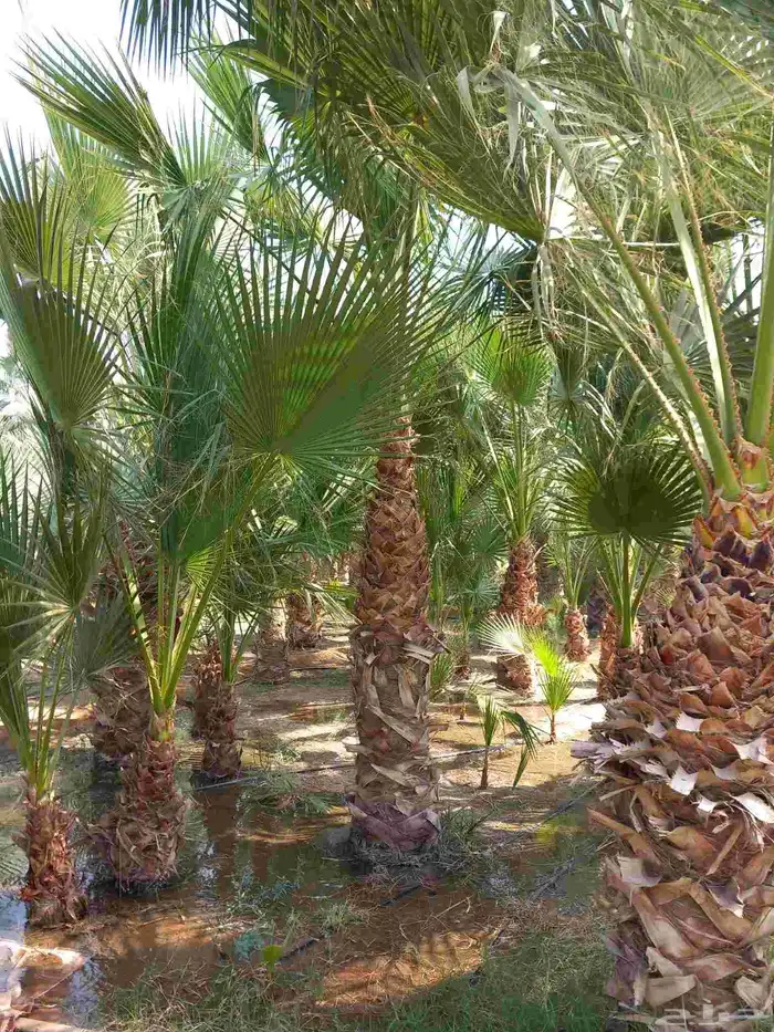 نخل واشنطن أمريكي زينه بكل المقسات 6